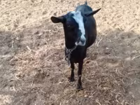 Goat, Goats — photo 5