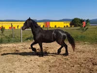 Jument, Friesian — photo 3