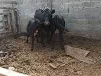 Tehén, Latvian Blue cattle — 3. fotó