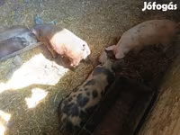 Pigs (batch, sex not specified), Дюрок — photo 5