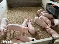 Boar, Крупная белая — photo 5