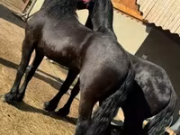 Caballo, Friesian — foto 3