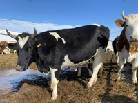 بقرة, Russian Black pied cattle — الصورة 1