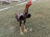 Chickens — foto 3