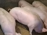 नर सूअर, Крупная белая — फ़ोटो 1