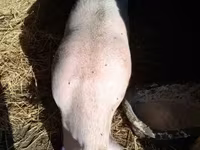 公猪, Pigs — 照片 2