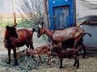 Cabras (lote, sexo no especificado), Alpine goat — foto 3