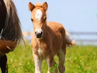 Lovak (tétel, nem megadva), Shetland Pony — 7. fotó