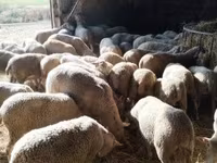Juh, Ile-de-France sheep — 2. fotó