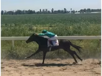 Kanca, Anglo-Arabian — 3. fotó