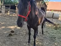 Stute, Hungarian horse breed — Foto 3