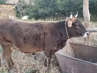 母牛, Cattle — 照片 1