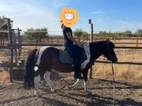 公马, Horses — 照片 7