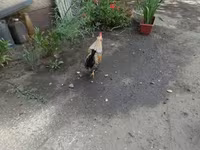 Yapon Bantam — foto 3