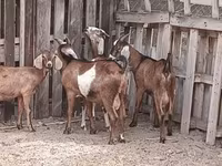 公山羊, Goats — 照片 6
