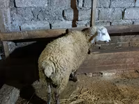 Brebis, Moutons — photo 3