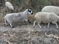 公羊, Cerry Hill sheep — 照片 1