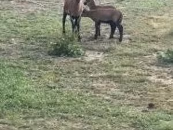 Juh, Cameroon sheep