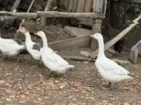 Geese — 1-сурет