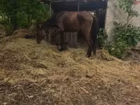 Kanca, Lovak — 3. fotó