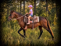 Stute, Quarter Horse — Foto 1