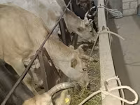 Vaca, Raza Alatau — foto 4