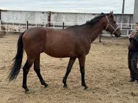 Hing, Thoroughbred horse — 4. fotó