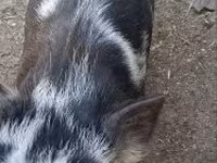母猪 — 照片 4