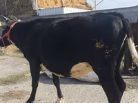 Krowa, Russian Black pied cattle — zdjęcie 5