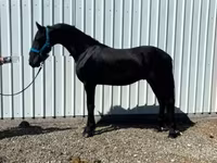 घोड़ा, Friesian — फ़ोटो 6