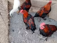 Marans — photo 3