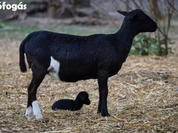 Juh, Cameroon sheep