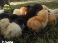 Chickens — photo 1