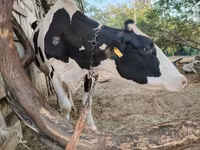 गाय, गोलस्टीन नस्ल — फ़ोटो 7