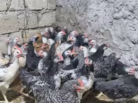 Chickens — Foto 4