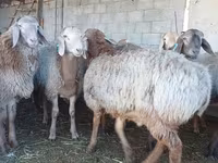 Carneiro, Arashan sheep — foto 2