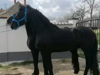 At, Friesian — foto 1