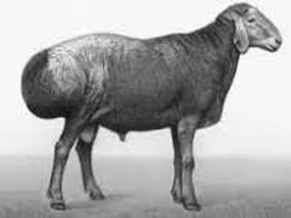 Ram, Sheep