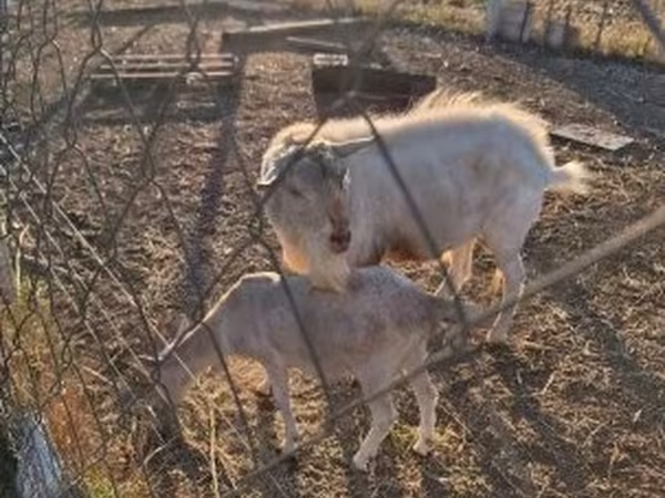 Bak, Boer goat