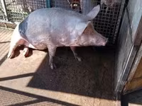 母猪, Pigs — 照片 5