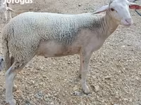 Kos, Luzein sheep — 2. fotó