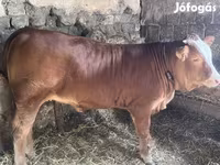 Cow, Limousin cow — photo 2
