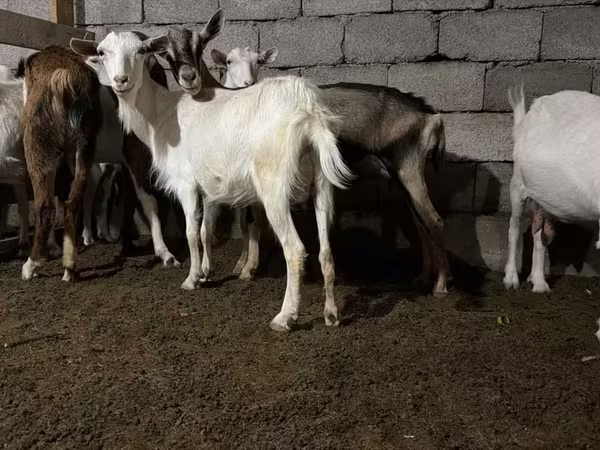 Goat, Saanen goat