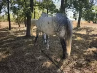 Caballo, Caballos — foto 2