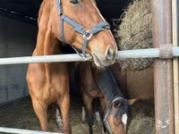 Kobyła, Polish pony — zdjęcie 5