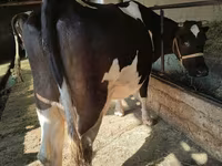 Tehén, Holstein fajta — 4. fotó