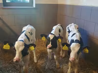 公牛, Cattle — 照片 1