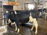 Cow, Holstein breed — photo 7