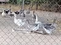 ग्रॉ ओग ग्रॉब्रोगेडे डांस्के गैस — फ़ोटो 1