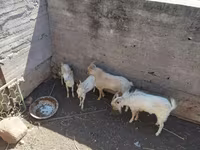 बकरा, बकरियाँ — फ़ोटो 3